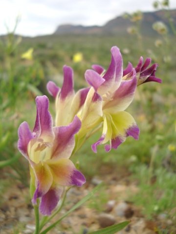 Gladiolus venustus tepal dance